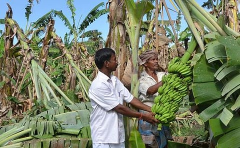 கும்பகோணம், லால்குடி பகுதிகளில் சூறாவளி காற்றால் 200 ஏக்கரில் வாழை மரங்கள் சேதம்