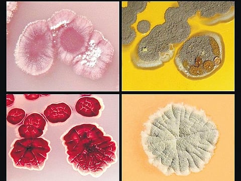 எதிலிருந்து வருகிறது மண்வாசனை?﻿