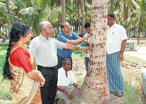 தென்னை வாடல் நோய் தடுக்கும் வழிமுறைகள்﻿