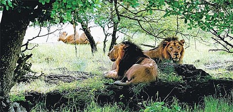 கிர் காடுகளில் சிங்கங்கள் கணக்கெடுப்பு இன்று தொடக்கம்