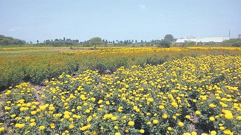 திருவள்ளூர் மாவட்டத்தில் பூத்துக் குலுங்கும் சாமந்தி: நல்ல விளைச்சலால் விவசாயிகள் மகிழ்ச்சி