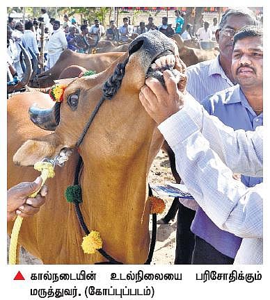 நாட்டு வைத்தியம் என்ற பெயரில் மூட நம்பிக்கை﻿: கிராமங்களில் கால்நடைகளுக்கு கொடூர சிகிச்சை﻿