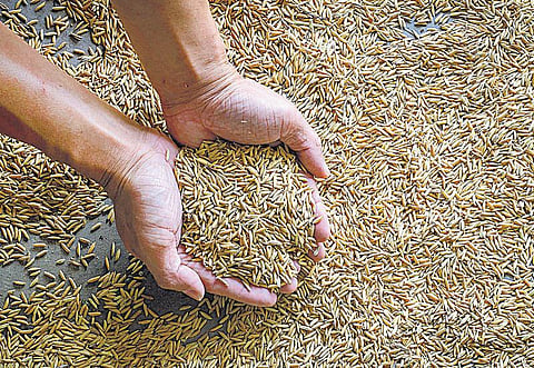 திருத்துறைப்பூண்டி நெல் திருவிழா﻿