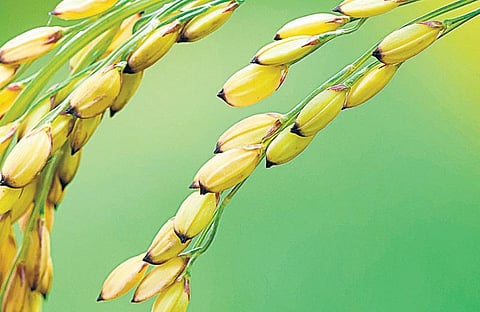 நம் நெல் அறிவோம்: செலவில்லாத ரகம் சிங்கினிகார்﻿