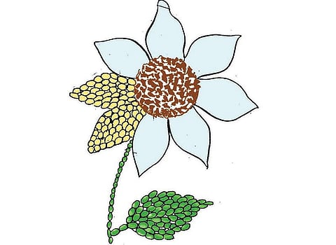 நீங்களே செய்யலாம்: தானிய சூரியகாந்தி﻿