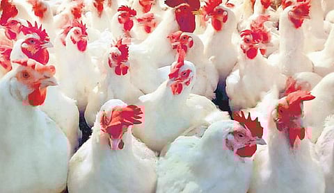 பணக்கோழி கேட்கும் தீனி!