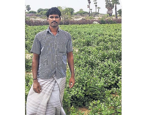 வறட்சி மாவட்டத்தில் மதுரை மல்லி: மாதம் ரூ. 50 ஆயிரம் வருமானம்﻿