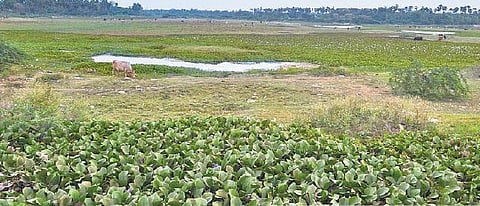 அரிய வகை ‘இறகு விருந்தினர்’ இப்போது இங்கு வருவதில்லை - மணலி மாதவரம் ஏரிகளின் பரிதாப நிலைமை﻿