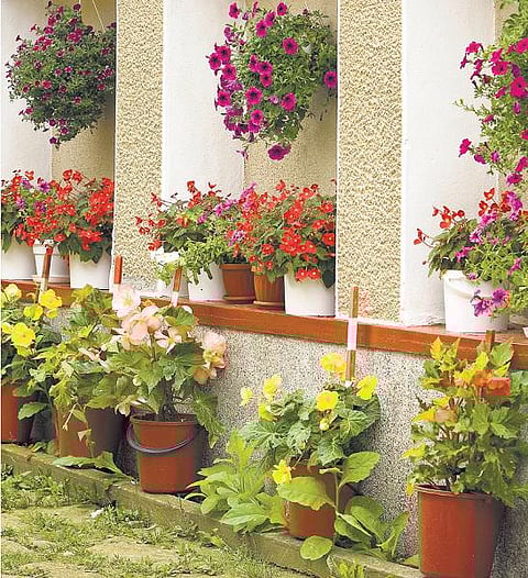 வாசகர் பக்கம்: சந்தோஷம் தரும் தோட்ட அனுபவம்﻿