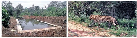 மேற்குத் தொடர்ச்சி மலைப் பகுதியில்﻿ வன விலங்குகளுக்காக 16 இடங்களில் தண்ணீர் தொட்டிகள் அமைப்பு﻿