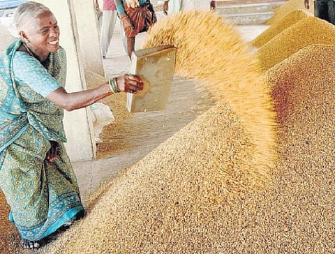 விதை நெல்லுக்கான கொள்முதல் விலை சரிவு﻿: உற்பத்தி செய்யும் விவசாயிகள் அதிருப்தி﻿