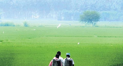 தண்ணீர் குடிக்காத கூம்பாளை