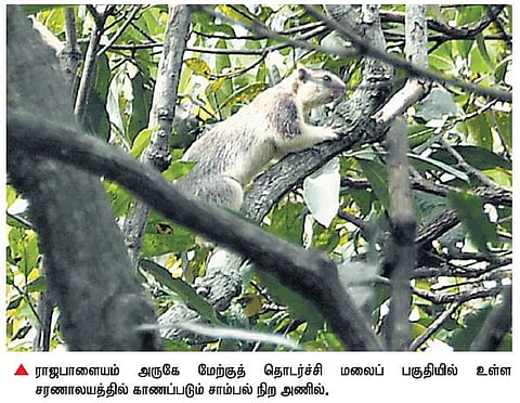 வேட்டையாடுவது தடுக்கப்பட்டதால்﻿ விருதுநகர் மாவட்ட சரணாலயத்தில் அதிகரித்து வரும் சாம்பல் நிற அணில்கள்﻿