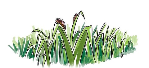 அறிவியல்: ஆளை வெட்டுமா, ஆப்பிளை வெட்டுமா?