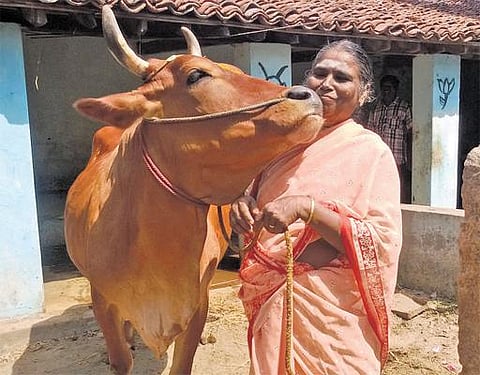 முகம் நூறு: பசுக்களால் அமைந்த வாழ்வு!