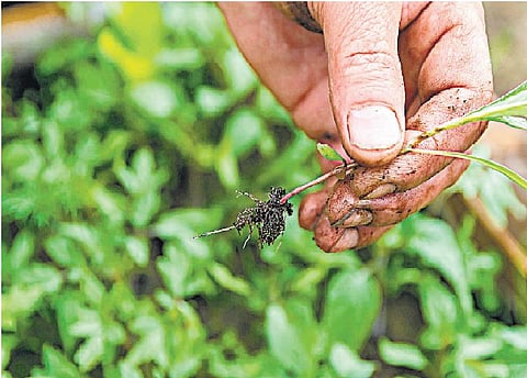 ஏரின்றி அமையாது உலகு: களையைப் பிடுங்காதீர்கள்!﻿