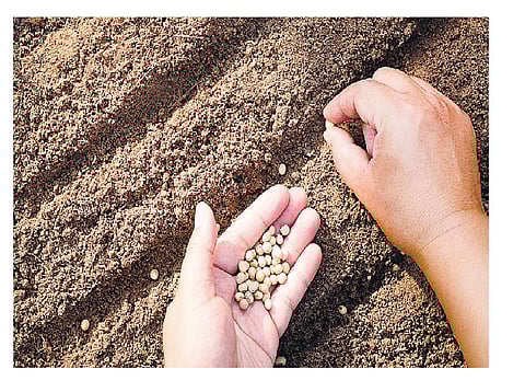 பாரம்பரிய விதைகளின் பாதுகாவலன்﻿