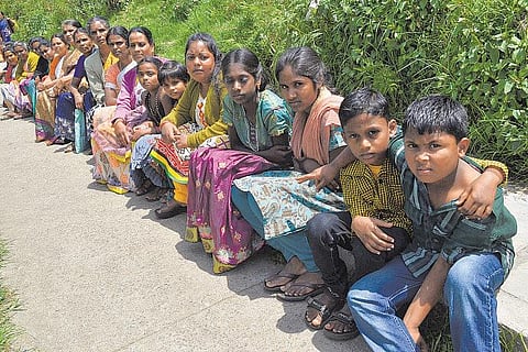 கொடைக்கானல்: கலக்கத்தில் மெர்க்குரிப் பூக்கள்﻿