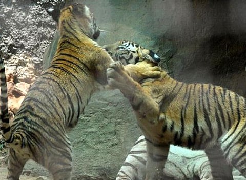 நான்கு புலிக் குட்டிகளுக்கு பெயர் சூட்டினார் ஜெயலலிதா