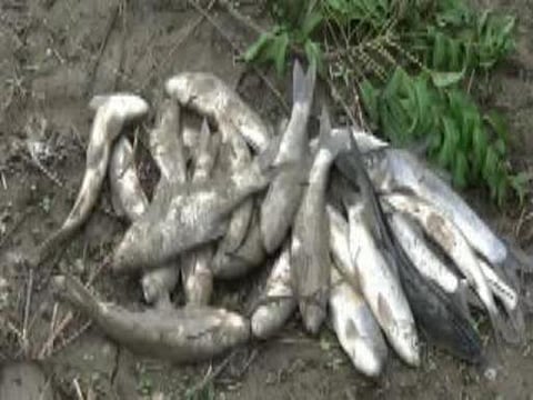 ஆந்திர மாநிலத்தில் மீன் மழை!﻿