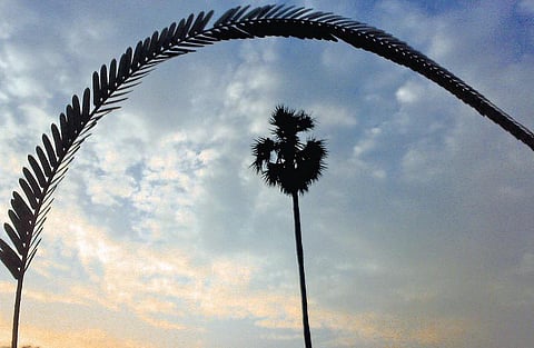 சொல்லத் தோணுது 39: விதையில்லா விதைகள்!