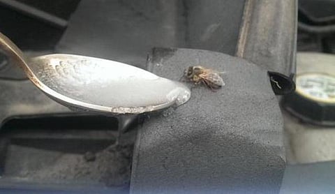 சோர்ந்து போன தேனீக்கு குளுக்கோஸ் தந்த பிரிட்டன் போலீஸ்