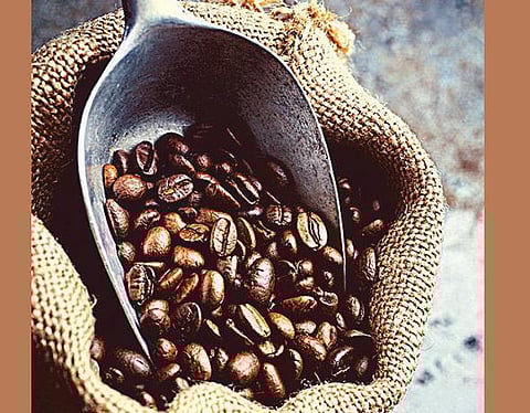 காபி உற்பத்தி புதிய உச்சத்தை தொடும்﻿