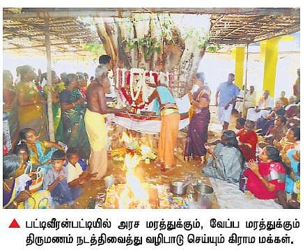 உலகில் அமைதி ஏற்பட மரங்களுக்கு திருமணம்﻿: 33 ஆண்டாக கோயில் விழாவில் விநோத வழிபாடு﻿