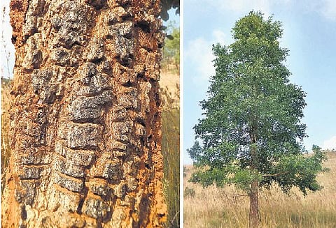 செம்மர கடத்தலில் தொடர்பு: 40 அரசு பேருந்து ஓட்டுநர்கள் நீக்கம்﻿ - ஆந்திர அரசு அதிரடி நடவடிக்கை﻿﻿