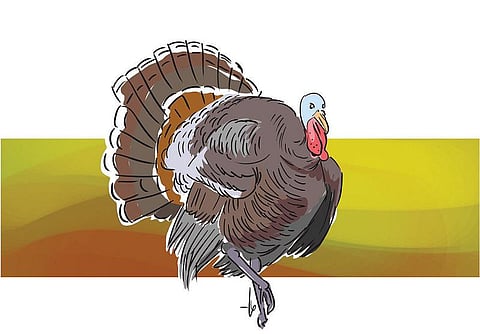 தொழில் ரகசியம்: வான் கோழியும் வியாபாரமும்﻿