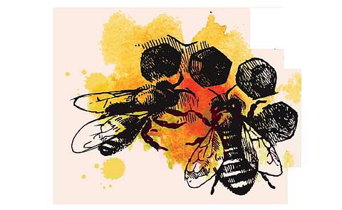 எது நல்ல தேன்?