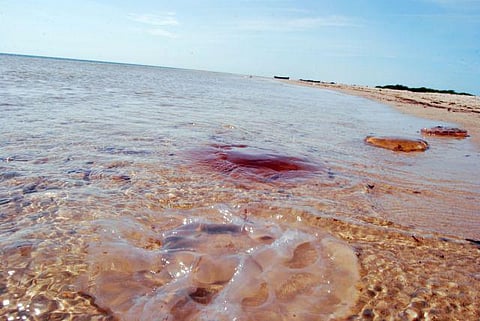 தனுஷ்கோடி கடற்பகுதியில் கரை ஒதுங்கும் ஜெல்லி மீன்கள்