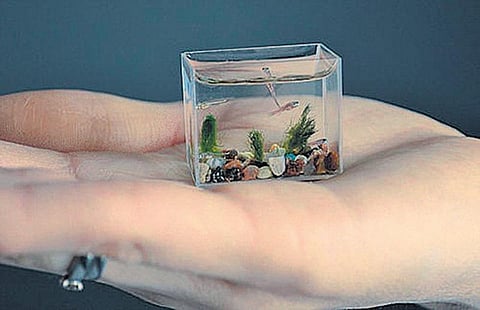 உலகின் குட்டி மீன் தொட்டி﻿