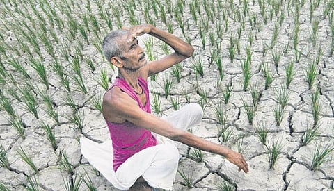 கர்நாடகாவில் தொடரும் சோகம்﻿: ஒரே நாளில் பெண் உட்பட 13 விவசாயிகள் தற்கொலை﻿- அரசுக்கு கடும் நெருக்கடி﻿