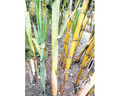 ‘பேக்கரும்பு’ பெயர் காரணம்