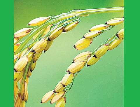 நம் நெல் அறிவோம்: கட்டுச்சோற்றுக்கு சுவை தரும் திருப்பதி சாரம்﻿