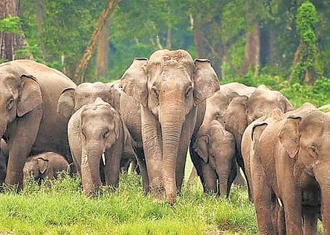 தாமிரபரணி: நதிமூலம் நோக்கி... யானைக்காட்டு பயணம்﻿