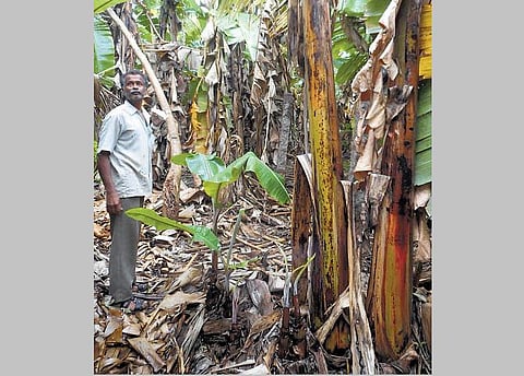 அடிவாழையை வெட்டக்கூடாது: கோவை விவசாயியின் புது முறை﻿