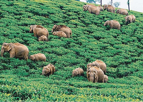 யானைகளிடமும் அகிம்சை வழிதான் சரிப்படும்!﻿-ஆராய்ச்சியாளர் ஆனந்தகுமார் நேர்காணல்﻿