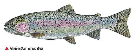 நீலகிரியில் வாழும் ‘டிரவுட்’ மீன்கள்: அழியாமல் காக்க மீன்வளத்துறை முயற்சி