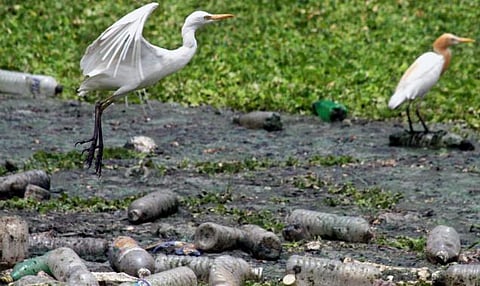 ஹரித்வாரில் பிளாஸ்டிக் பாட்டில்கள் பயன்படுத்த தடை﻿: தேசிய பசுமை தீர்ப்பாயம் நடவடிக்கை