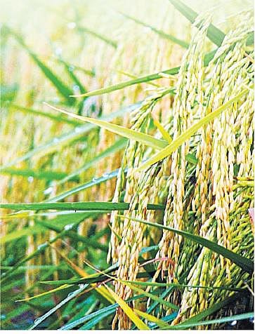 நம் நெல் அறிவோம்:  கொழுப்பைக் குறைக்கும் பிசினி﻿