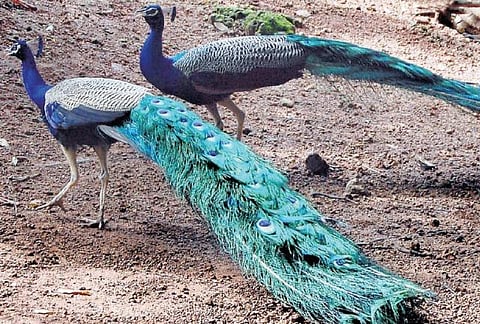 தமிழகத்தில் 4 இடங்களில் மயில்கள் சரணாலயம்﻿: தேசிய பறவை அழிவை தடுக்க வனத்துறை திட்டம்﻿