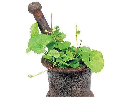 வல்லமை மிக்க கீரை﻿