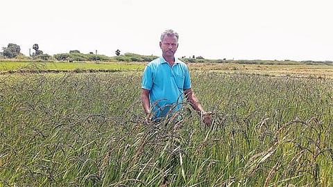 எல்லா வயதினருக்கும் ஏற்ற வாலான்﻿