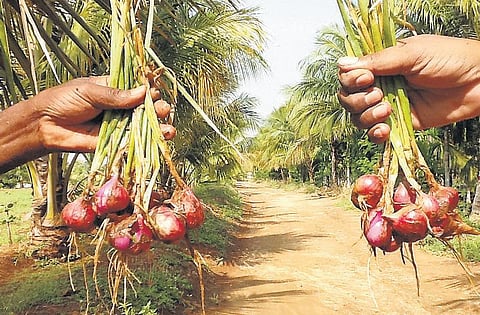 மண்ணுக்கு வளம்; விதைக்கு வீரியம்- பேராசிரியர் கண்ட தீர்வு பயோ ஃபிக்ஸ்﻿