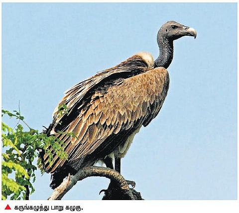 பாறு கழுகுகளின் ஆயுளைக் குறைக்கும்﻿ ரசாயன மருந்துகளுக்கு மத்திய அரசு கட்டுப்பாடு﻿