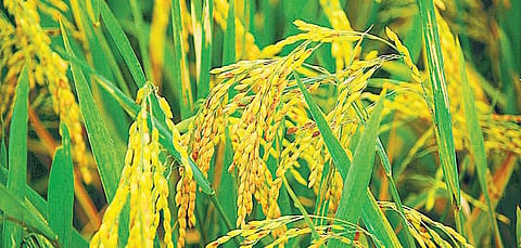 நம் நெல் அறிவோம்: எதையும் தாங்கும் சம்பா மோசனம்﻿