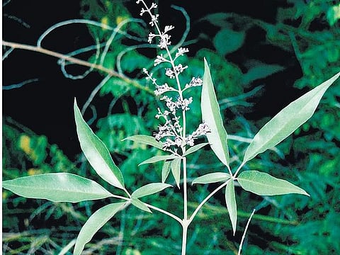 நாமே செய்யலாம்: இயற்கை பூச்சி விரட்டி﻿