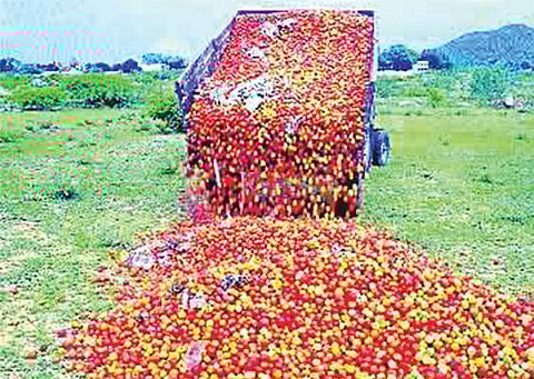 ஆந்திராவில் கன மழையால் விலை வீழ்ச்சி: தக்காளியை சாலையில் கொட்டி அழிக்கும் விவசாயிகள்﻿